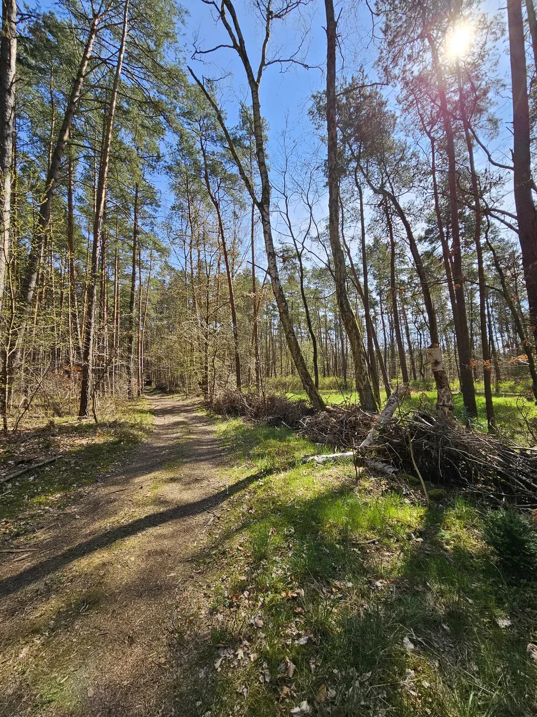 Moment im Freundwald
