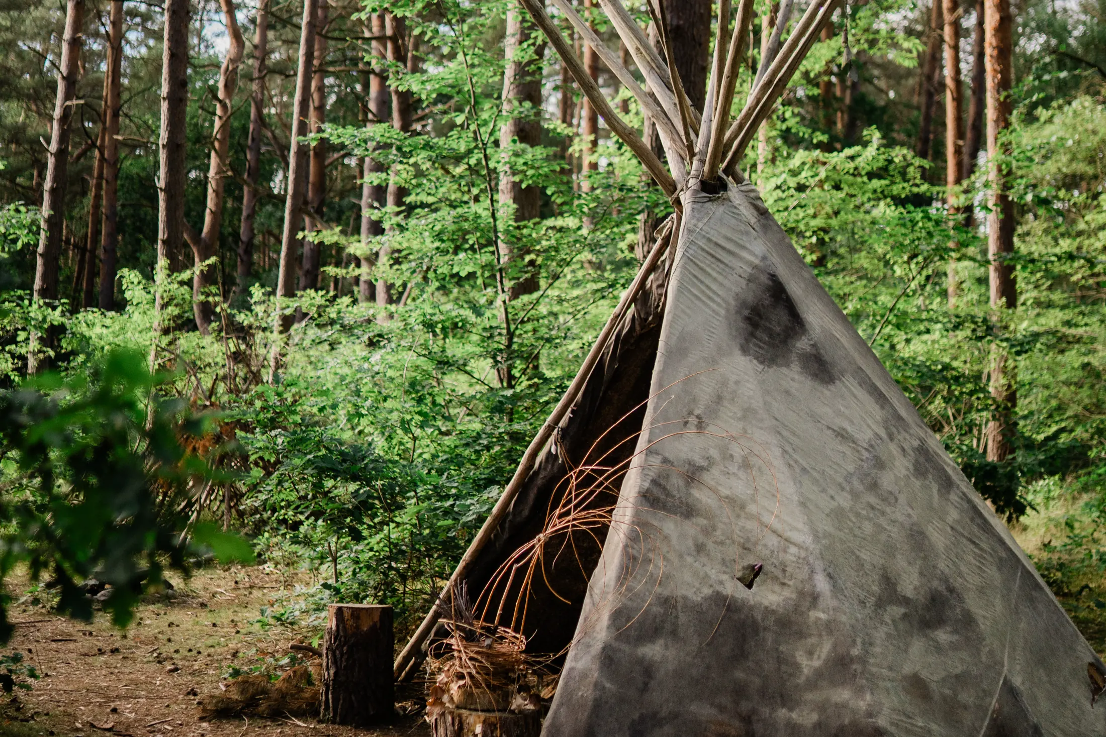 Tipi als Treffpunkt im Freundwald, umgeben von lichtem Kiefernwald