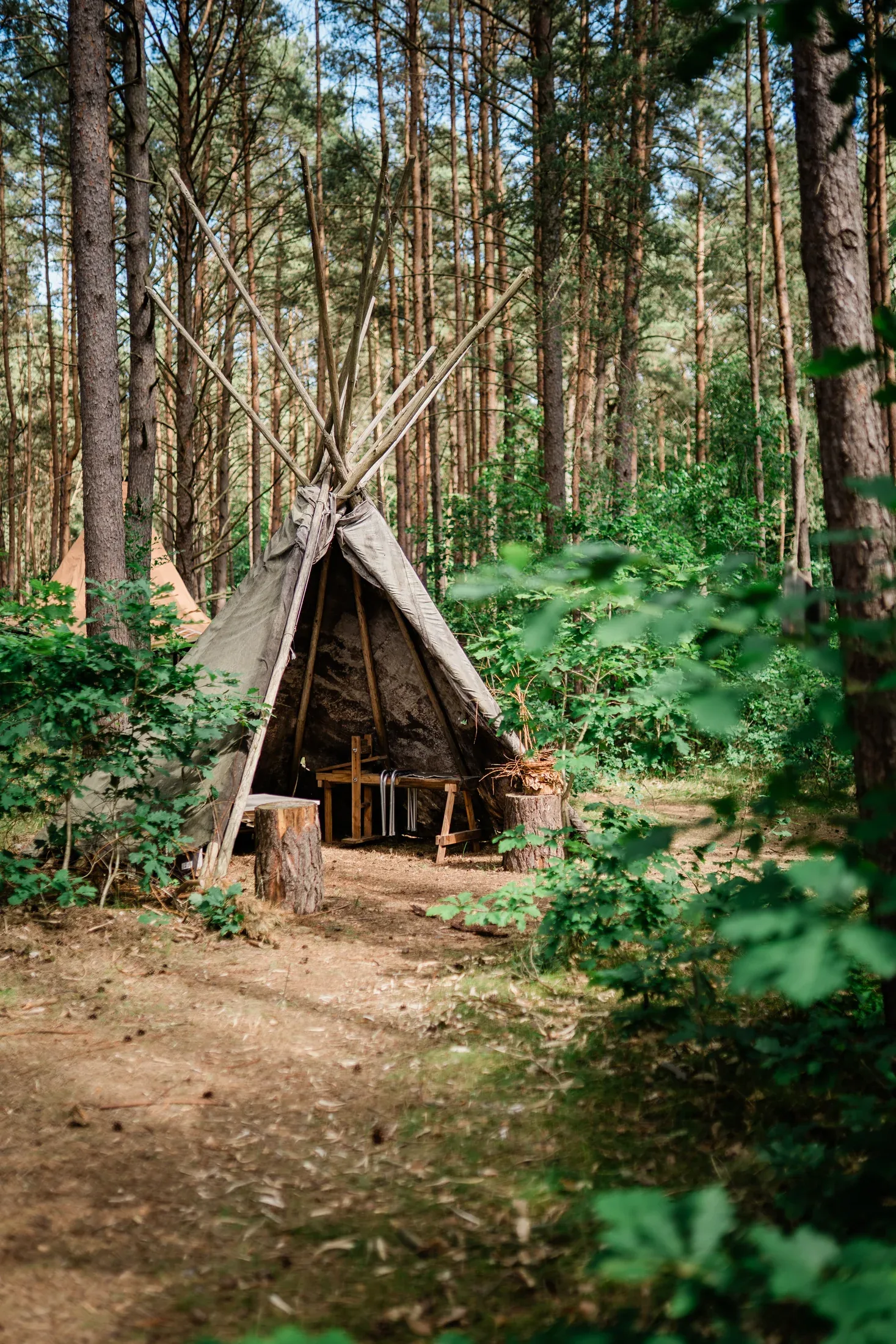 Lichter Wald im Freundwald