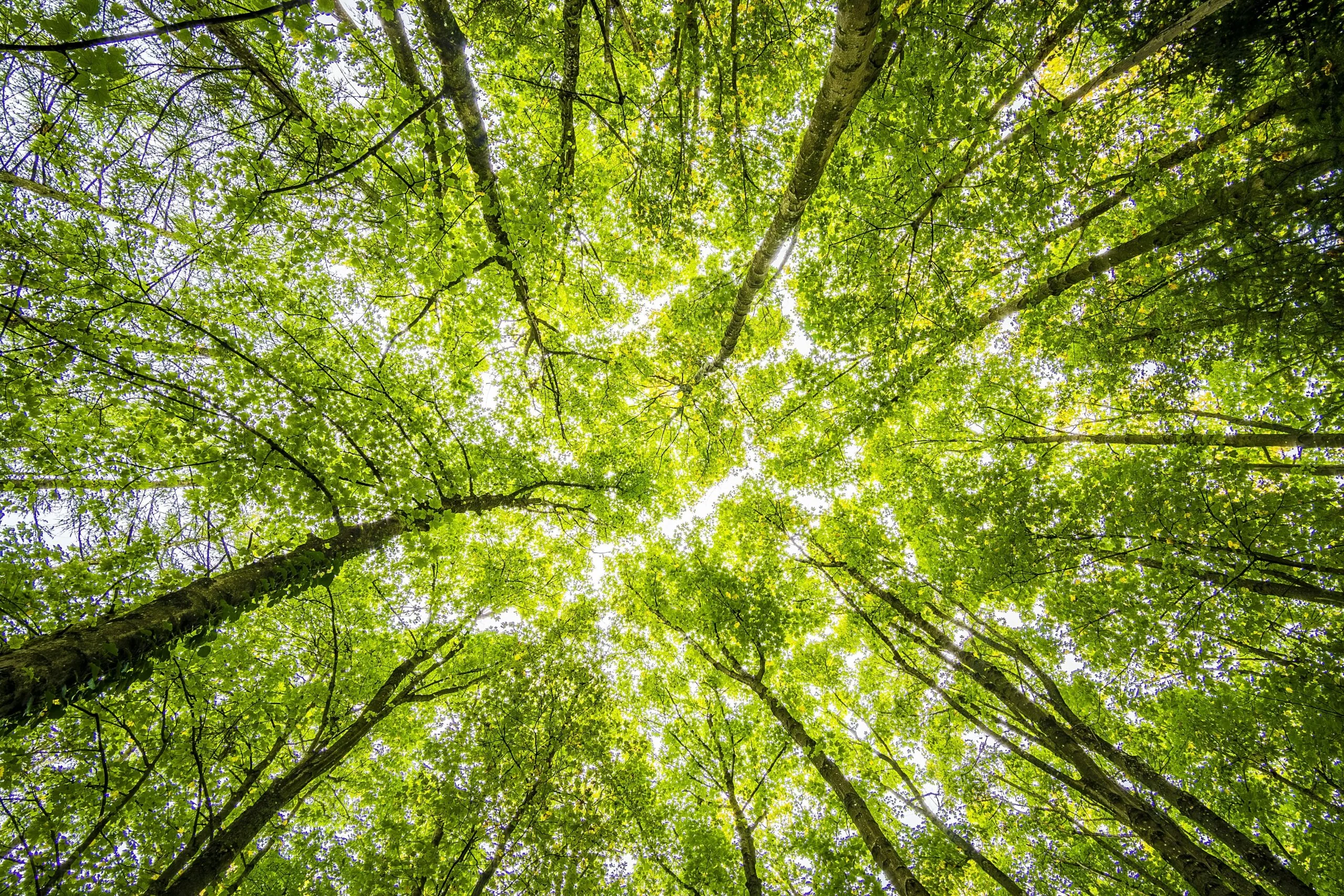Baumkronen im Wald